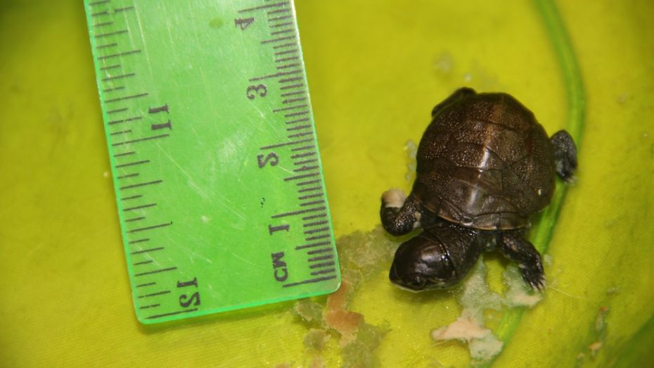 Новоусманский театр зверей объявил о поиске зоолога для детеныша черепахи