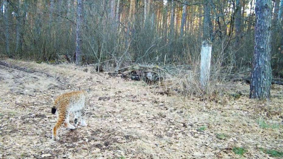 В Воронежской области вновь заметили рысь в Хоперском заповеднике