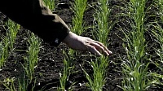 Воронежские аграрии помогут джанкойским