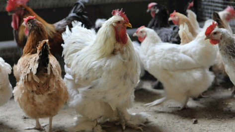 Воронежских фермеров предупредили о новой угрозе вспышки птичьего гриппа