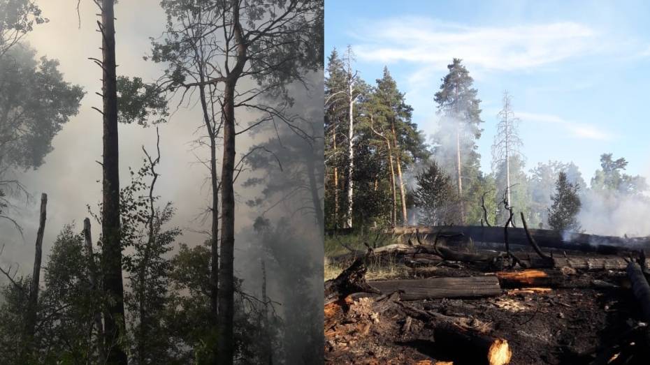 На месте пожара в Воронежском заповеднике нашли бутылку и зажигалку