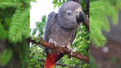 Воронежцы помогли спасти летавшего по улицам попугая жако 