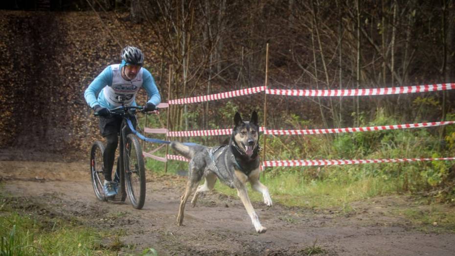 Воронежец стал чемпионом России по ездовому спорту на самокате с собакой