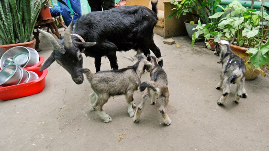 Воронежский зоопарк объявил конкурс на лучшие клички для козлят