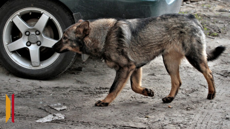 Нападение собаки на школьницу в Воронежской области привело к уголовному делу