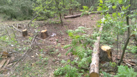 Воронежцы обеспокоились вырубкой деревьев в лесопарке Оптимистов