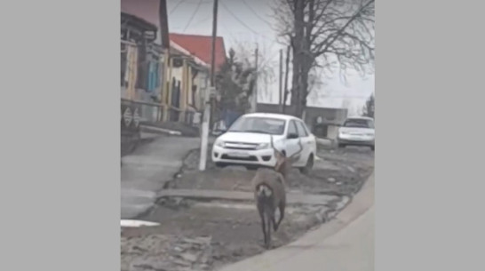 В Бутурлиновке по центральным улицам пробежал олень