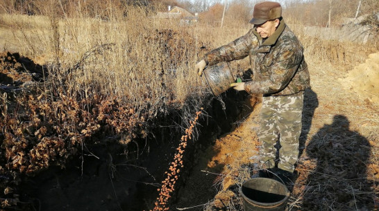 Около 1,7 т желудей отправили на зимнее хранение в лесничестве в Воронежской области