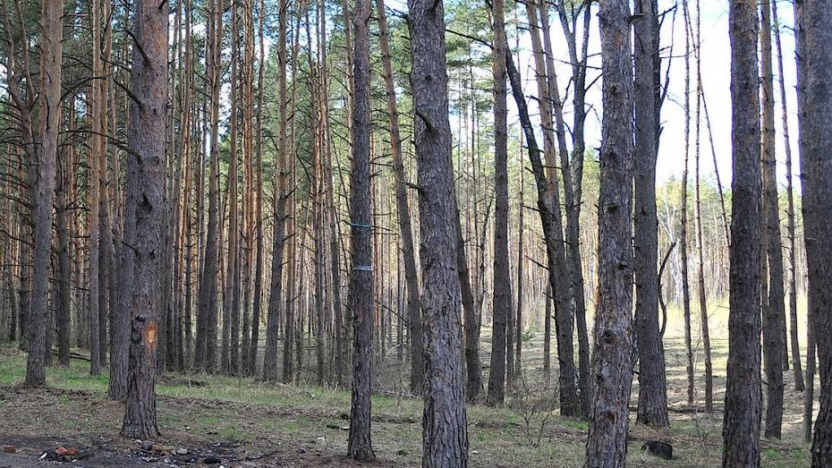 К благоустройству Северного леса в Воронеже приступят в августе