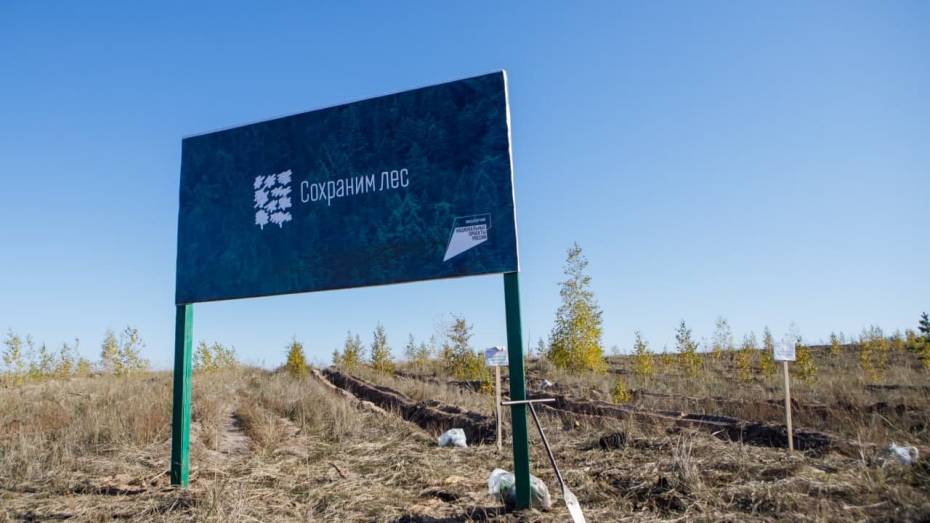 Экологические задачи на 2022 год обозначили в Воронежской облдуме