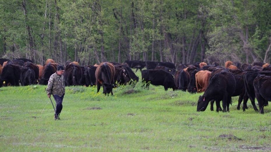 Двое жителей Воронежской области украли у сельчанина 5 бычков