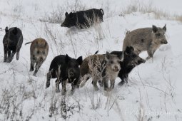 В районе Воронежской области ввели карантин по африканской чуме свиней