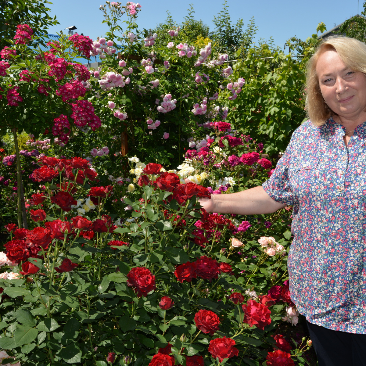 По английскому типу. Жительница Воронежской области разбила сад из 250 сортов роз