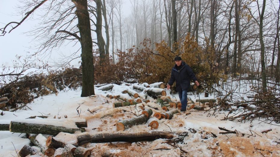 В Таловском районе неизвестные спилили в лесополосе более 20 дубов
