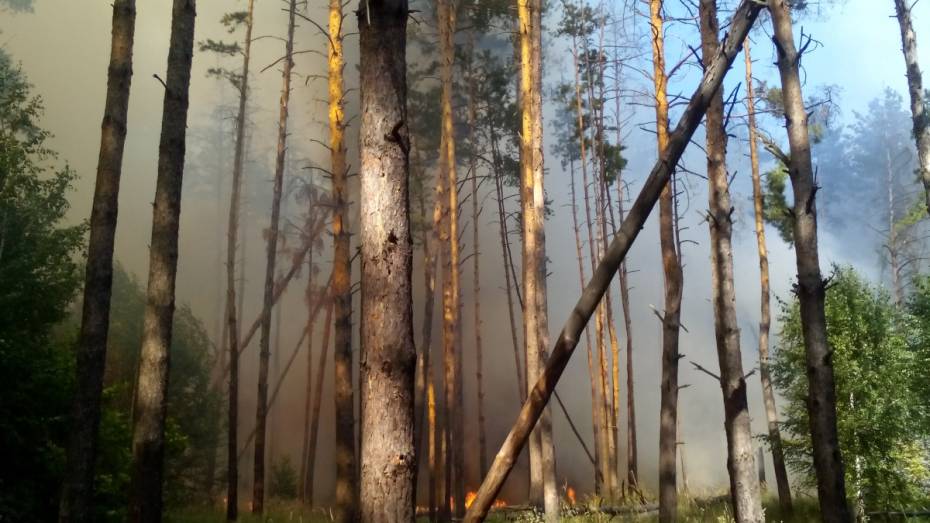 «Ландшафтных пожаров еще много». Зачем в Воронежской области ввели противопожарный режим