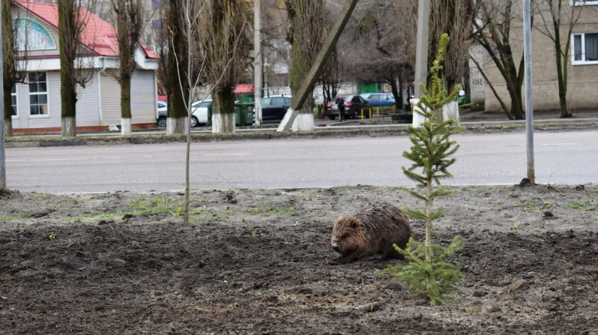 В сквере Павловска жители заметили бобра