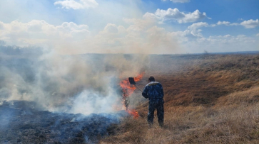 Животные и краснокнижные растения погибли при пожаре в воронежском «Дивногорье»