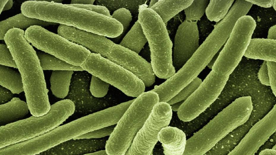 Воронежские ученые разработают новое средство защиты от бактериальных инфекций