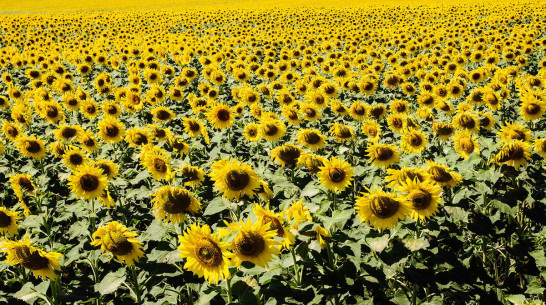 Более 1 млн т подсолнечника намолотили в Воронежской области