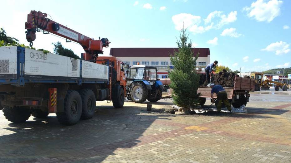 В Воробьевке на центральной площади высадили 4-метровую ель канадскую