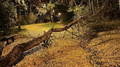 Ураганный ветер повредил в Воронеже 64 дерева