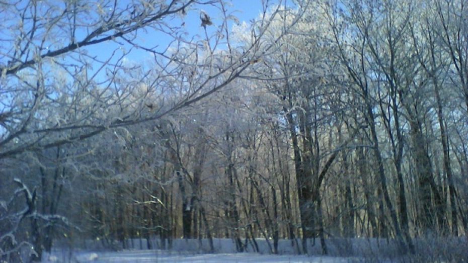 В Шиповом лесу от мороза трещат дубы