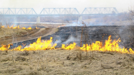 В Воронежской области сгорело 3 га лесной подстилки