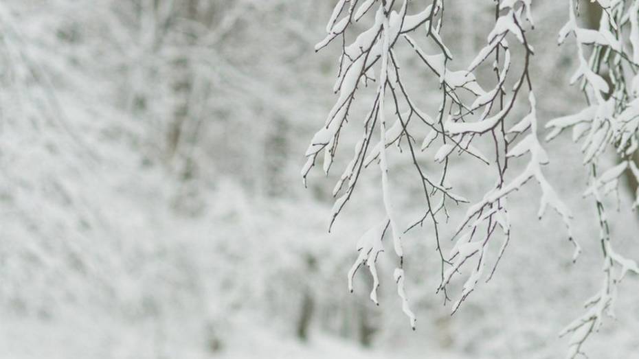 В первые дни апреля в Воронежском заповеднике выпало рекордное с 1932 года количество снега