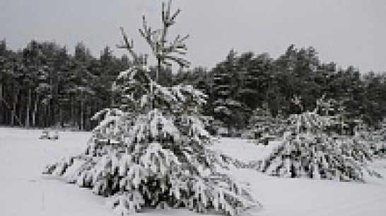 Воронежская лесотехническая академия готова передать часть своих земель региону