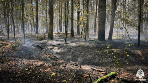 Ущерб от пожара в Воронежском заповеднике составил 174 млн рублей