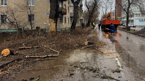 На улице Свободы в Воронеже высадят новые деревья взамен вырубленных