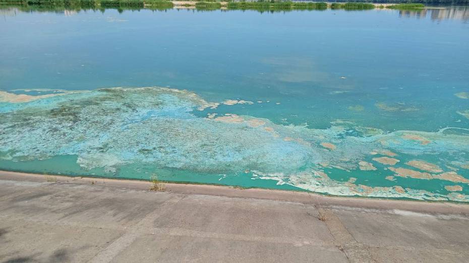 Воронежцев встревожила сине-зеленая «субстанция» на поверхности водохранилища