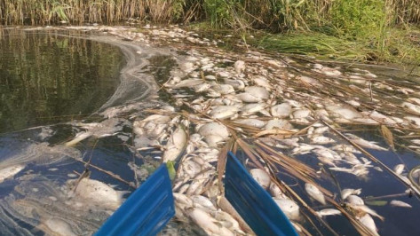 Более 100 рыб погибли в реке Токай в Воронежской области