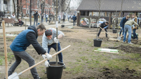 В Воронеже в сквере на проспекте Революции высадили 24 дерева