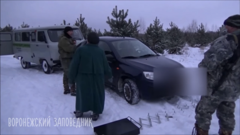 Инспекторы Воронежского заповедника преградили путь рубившим сосны браконьерам