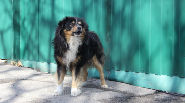 На отлов бродячих собак в Подгоренском районе потратят более 500 тыс рублей