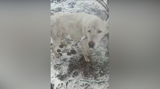 Истощенного белоснежного алабая Лунтика спасли в пригороде Воронежа