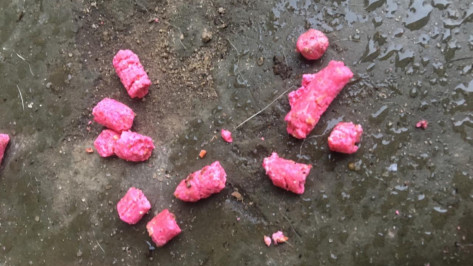 Зоозащитники: в Воронеже неизвестные травят собак розовыми гранулами