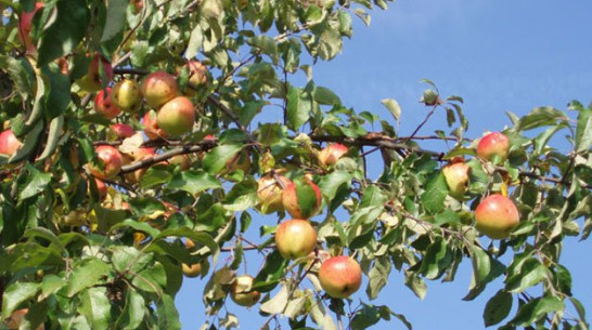 В Воронежской области выкорчевывают плодовые сады