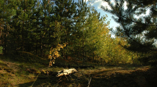 Лесники Воронежской области бросят силы на санитарную вырубку