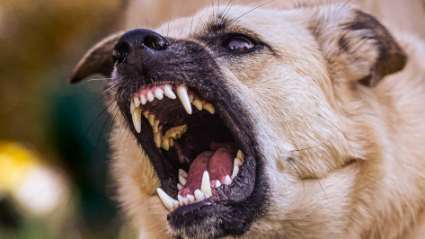 В Воронеже умерла собака Буся, на которую напали бездомные псы в ЖК «Челюскинцев 101»