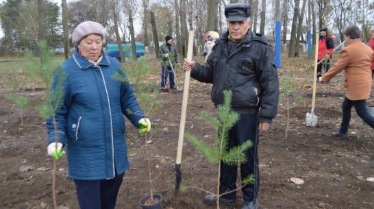 В Эртиле высадили 100 сосен к 100-летию ВЛКСМ