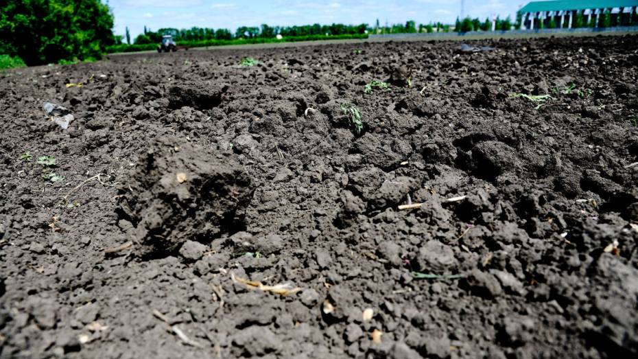 Фермера из Воронежской области оштрафовали за самозахват 20 га земли