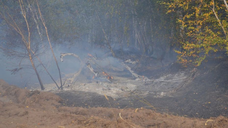 На восстановление сгоревшего леса в Лискинском районе понадобится 2 года