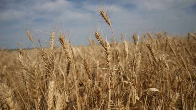 Воронежские аграрии завершили уборку ранних зерновых культур