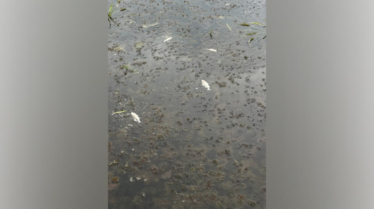 Гниющая мертвая рыба: воронежцы сообщили об экологической катастрофе на озере Черном