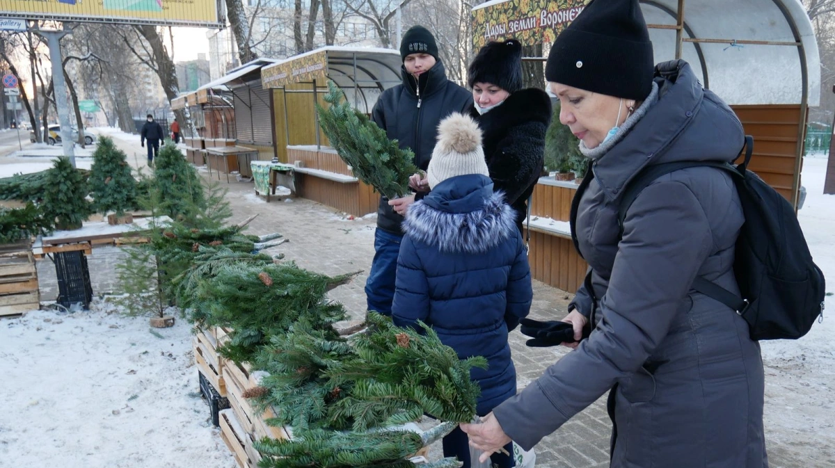 Елочный базар воронеж. Воронеж елочные базары 2021. Ёлочный базар метро. Официальный елочный базар Воронеж.