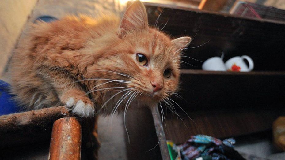 В селе Семилуки объявили карантин из-за бешеного домашнего кота