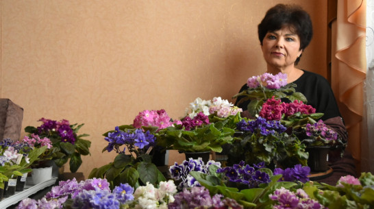 Цветовод-любитель из Грибановки собрала коллекцию из 200 сортовых фиалок