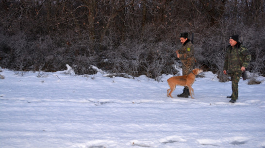 Нижнедевицкие охотники начали отстрел лис